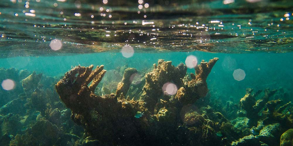 Snorkeling Today at Sian Ka’an Village