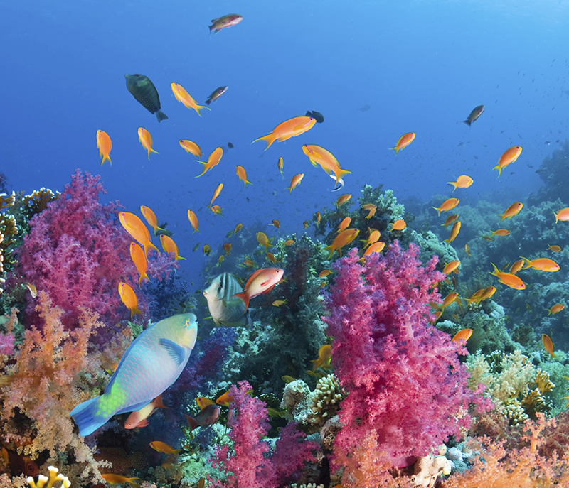 Sian_Ka’an_Villa_Rentals_within_Reach_of_Coral_Reefs