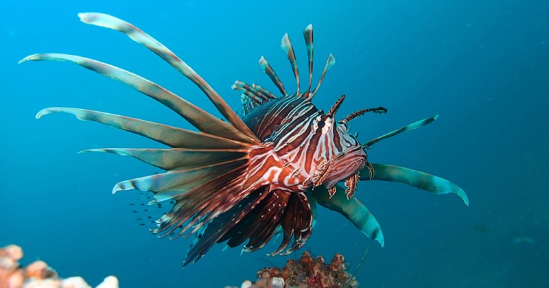 The Lionfish Invasion