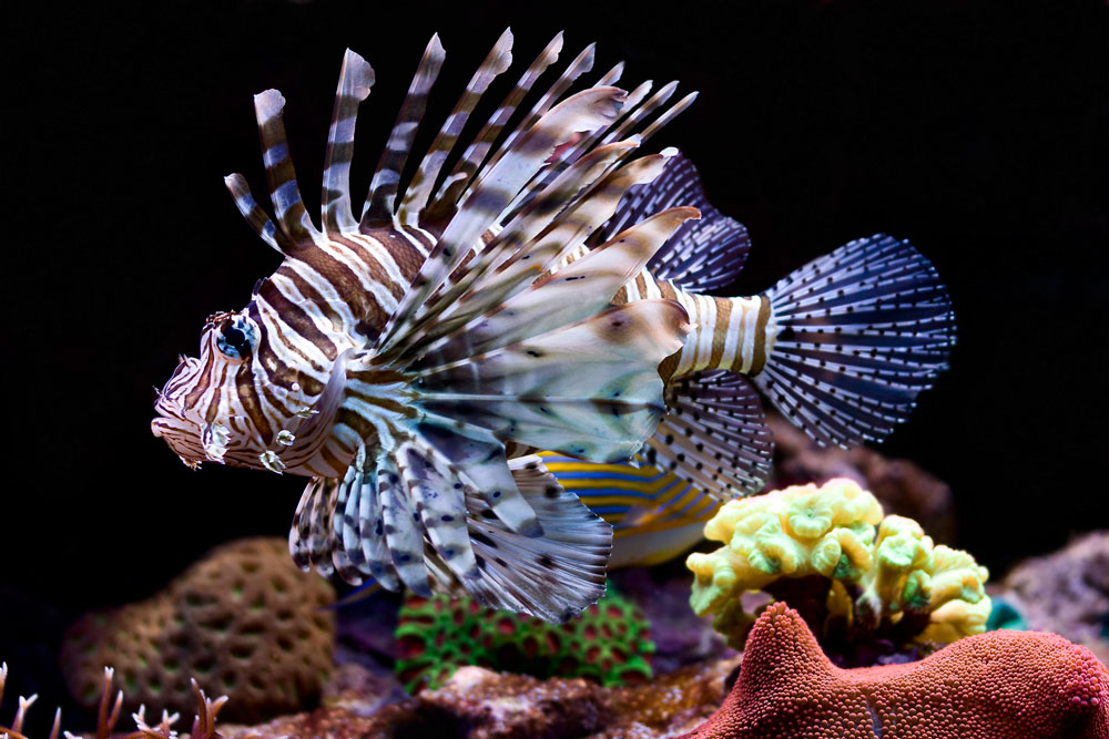 How did lionfish arrive to the Sian Ka’an Biosphere?