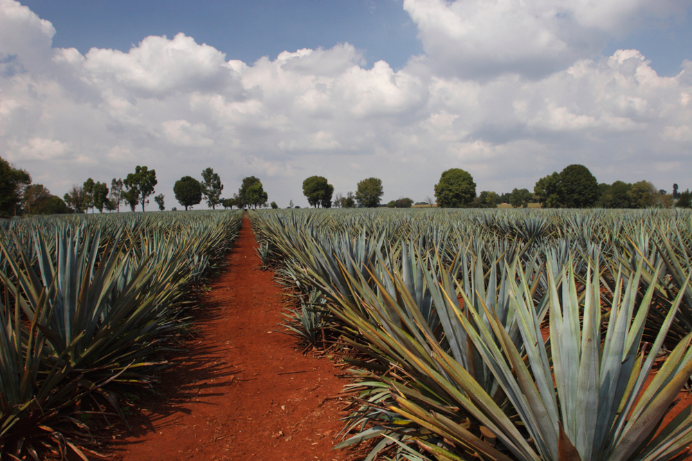 How Tequila is Made