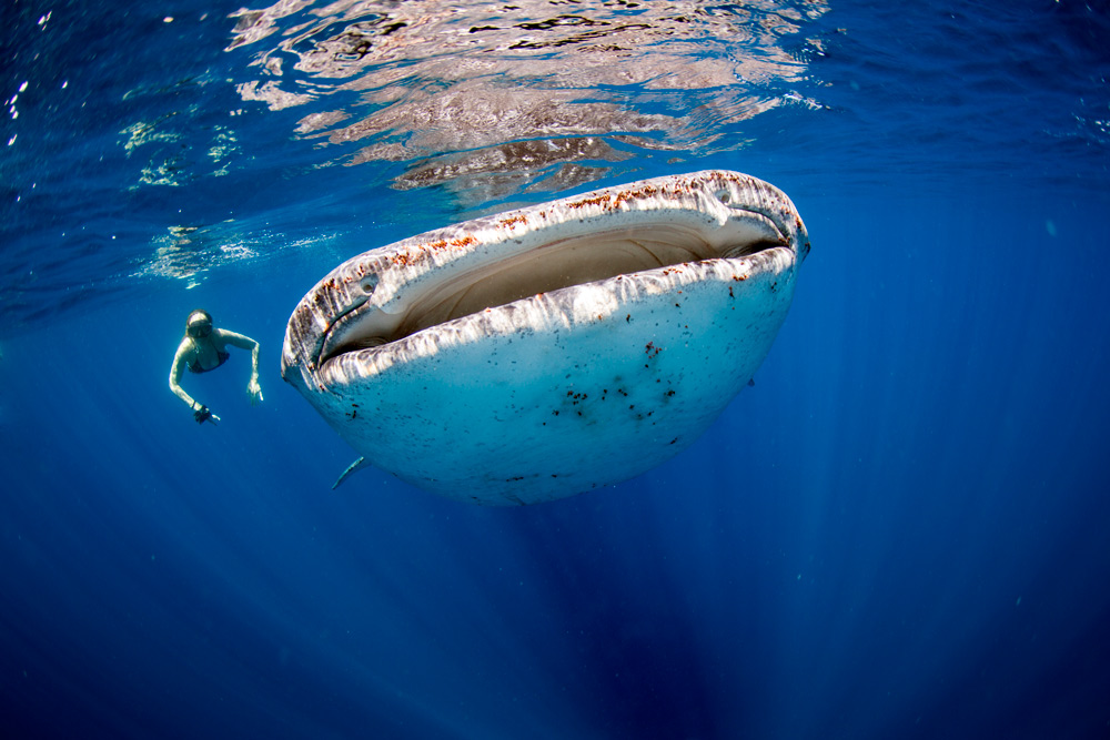 Whale shark season in Sian Ka’an