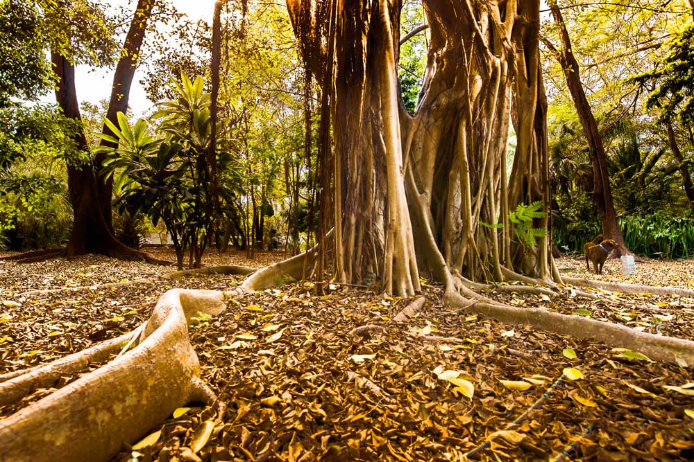 Deciduous tropical forest