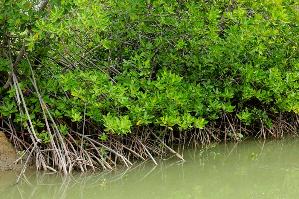 Mangroves