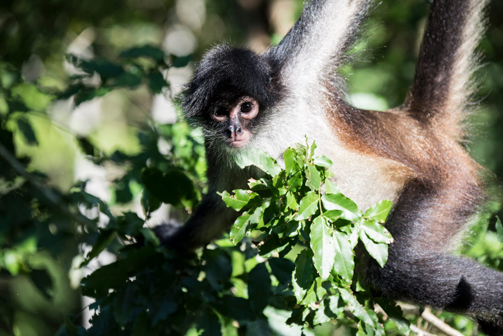 Fauna in the Sian Ka’an Biosphere - Mammals