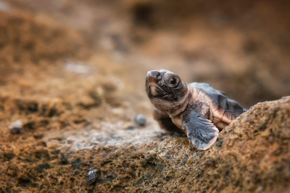 Fauna in the Sian Ka’an Biosphere - Reptiles