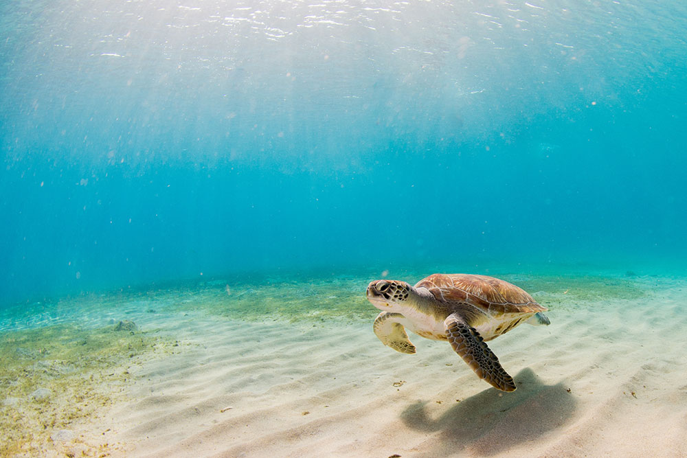 How Turtles are Being Protected in Sian Ka’an