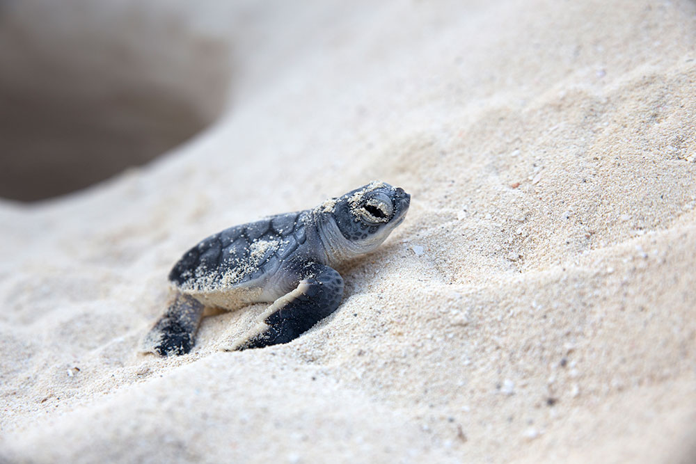 Nesting Turtles in the Sian Ka’an Biosphere