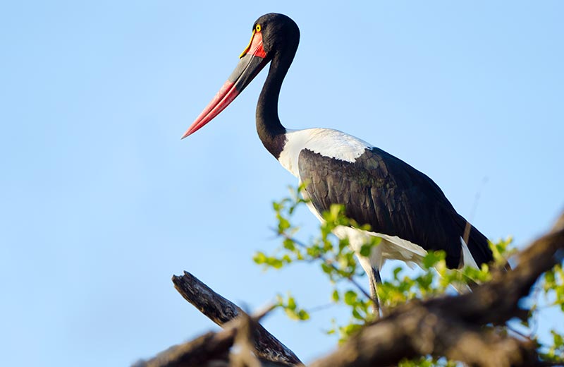 Birds at the Sian Ka’an Biosphere