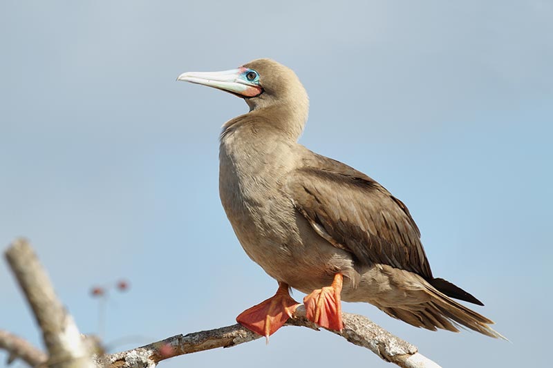 Rare and Threatened Fauna