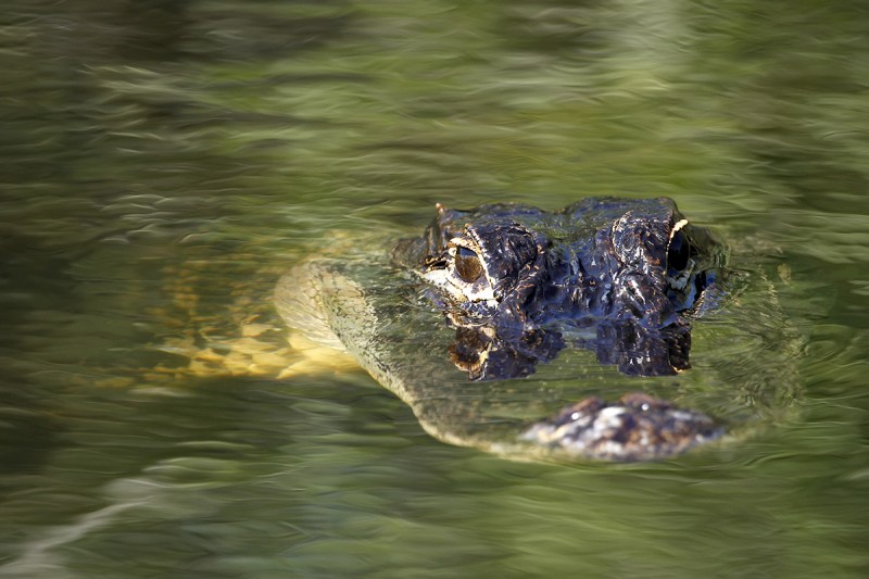 Diving with Crocodiles at Banco Chinchorro