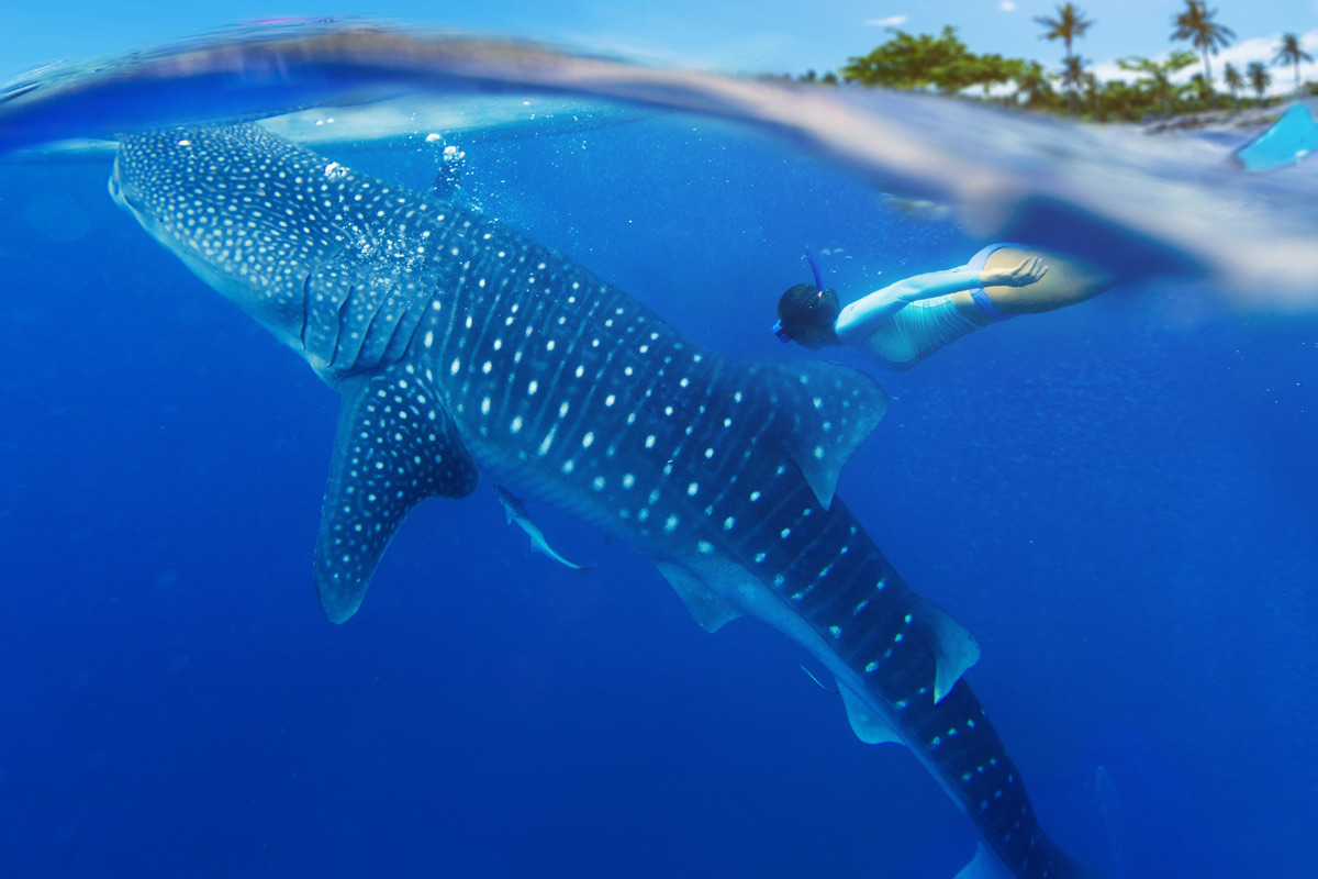 Swimming with Whale Sharks in Sian Ka’an