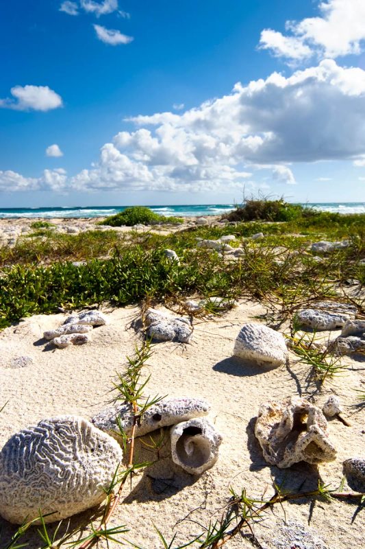 Mesoamerican Reef