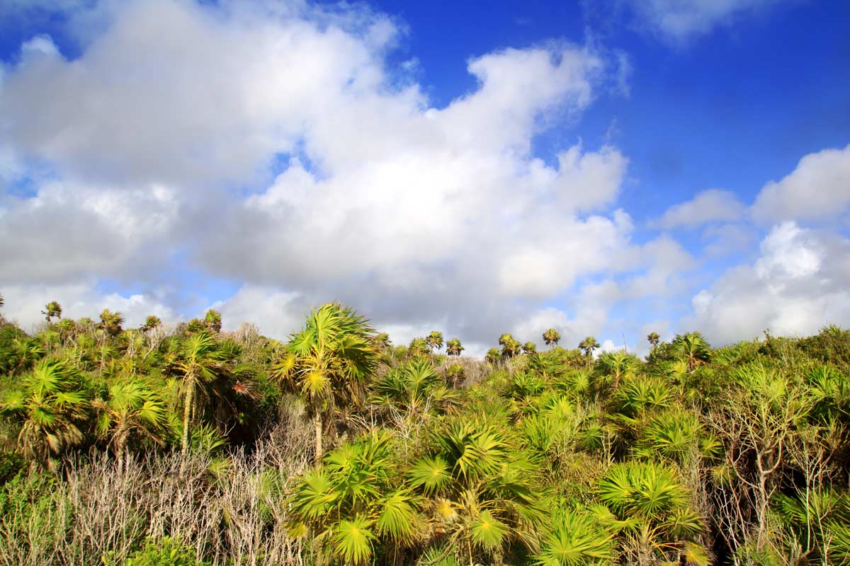 Vegetation and Flora in the Sian Ka'an Biosphere