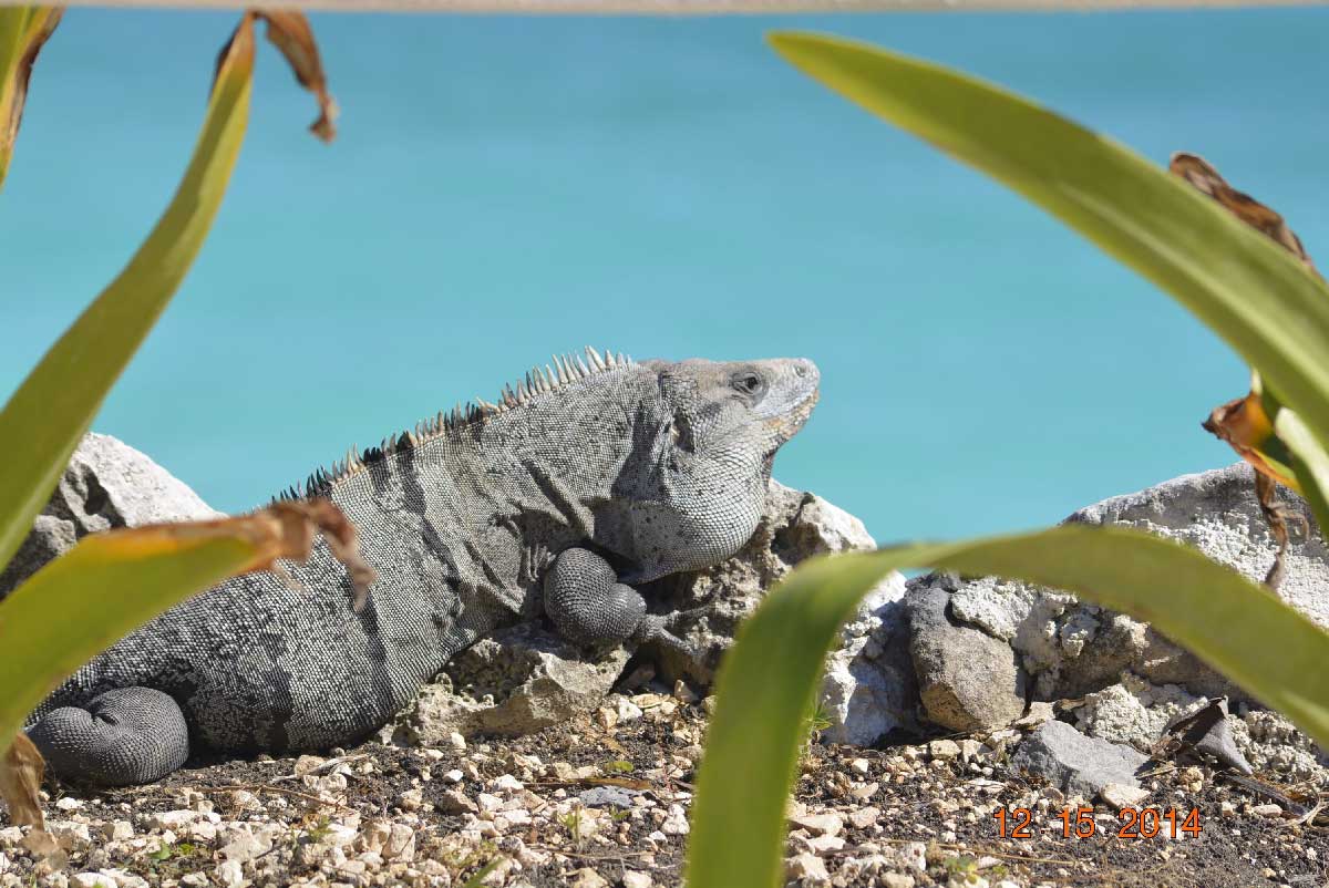 The Animals of the Sian Ka'an Biosphere Reserve The Animals of the Sian Ka'an Biosphere Reserve