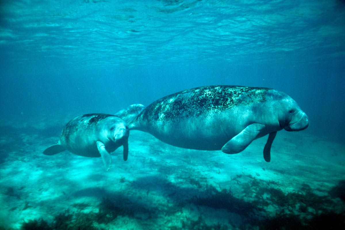 Manatees in the Sian Ka'an Biosphere