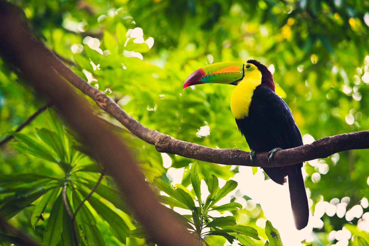 Fauna in the Sian Ka’an Biosphere