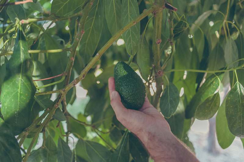 Avocados and Guacamole